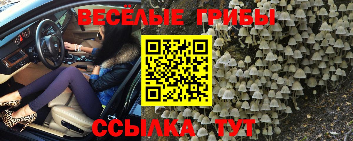 Псилоцибиновые грибы GOLDEN TEACHER Казань